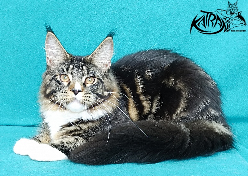 Katran Zeus - Kitten maine-coon 6 months