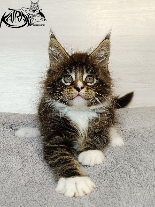 Katran Zeus - Kitten maine-coon 1 month 3.5 weeks