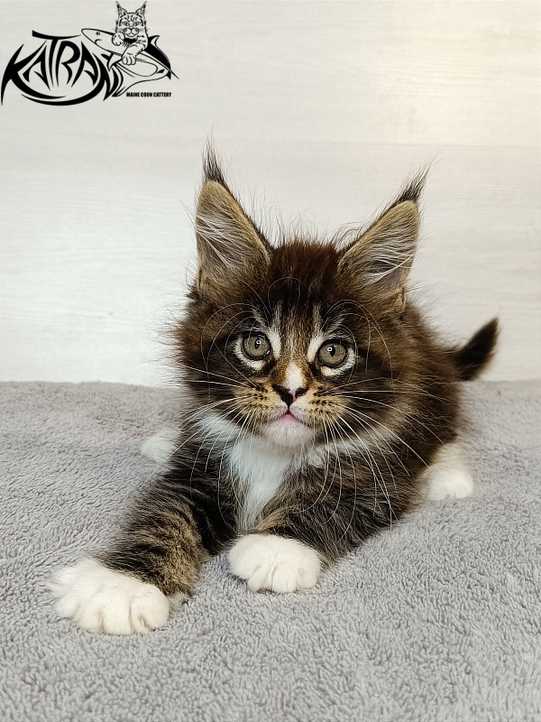 Katran Zeus - Kitten maine-coon 1 month 3.5 weeks