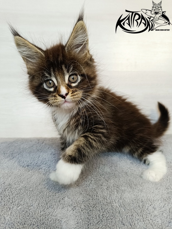 Katran Zeus - Kitten maine-coon 1 month 3.5 weeks