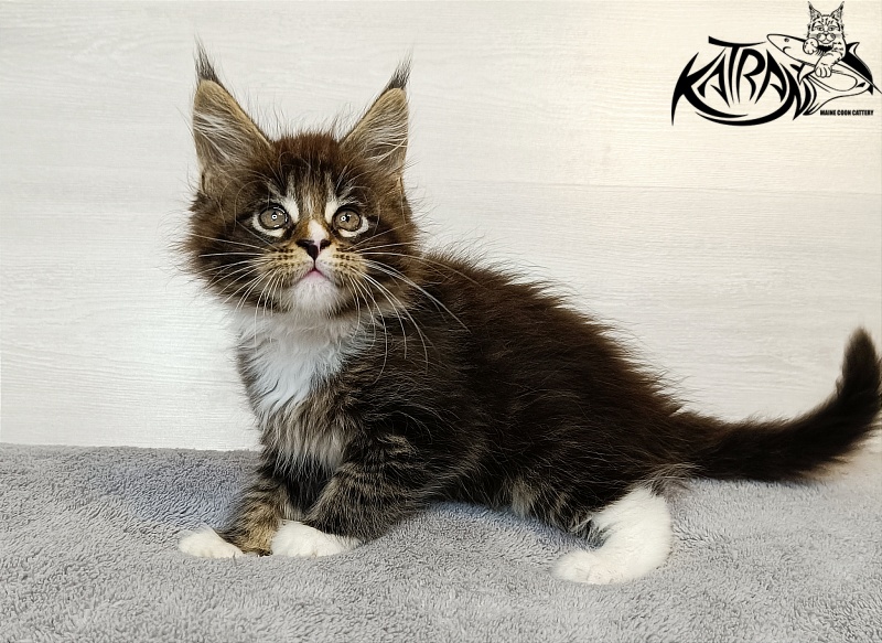 Katran Zeus - Kitten maine-coon 1 month 3.5 weeks