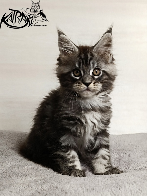 Katran Zlata - Кошеня мейн-кун 1 місяць 3,5 тижні