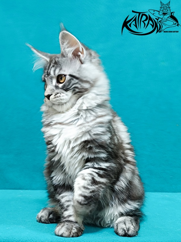 Katran Zlata - Кошеня мейн-кун 3,5 місяця