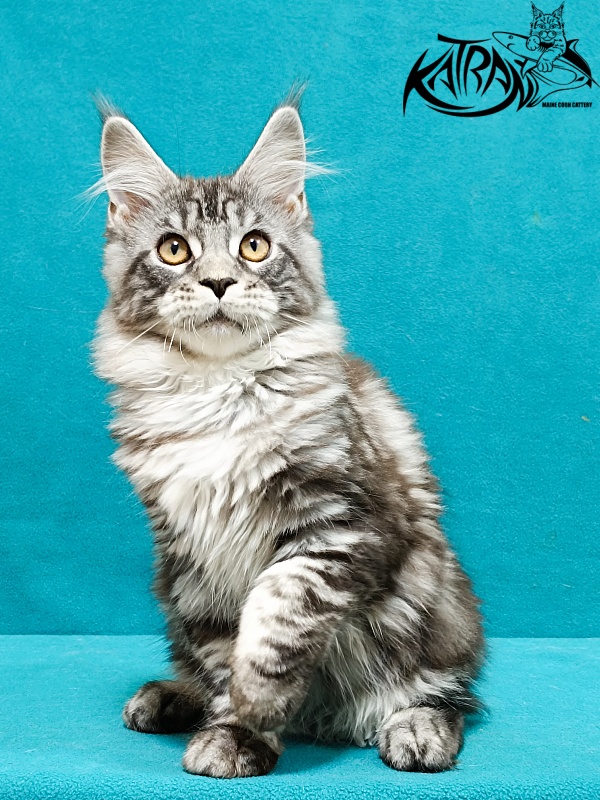 Katran Zlata - Кошеня мейн-кун 3,5 місяця