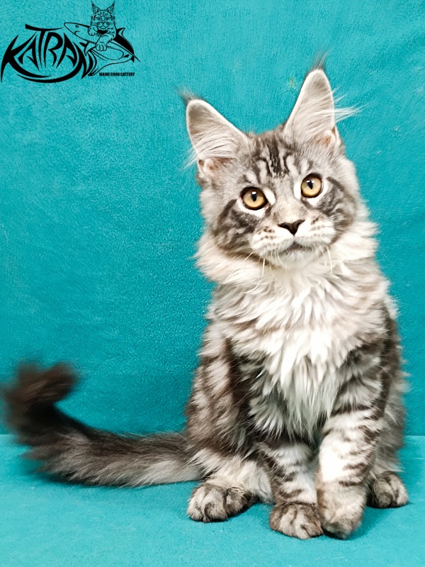 Katran Zlata - Кошеня мейн-кун 3,5 місяця