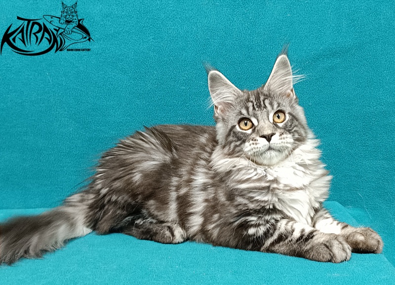 Katran Zlata - Кошеня мейн-кун 3,5 місяця