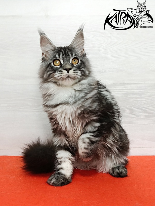 Katran Zlata - Кошеня мейн-кун 4 місяця 3 тижні