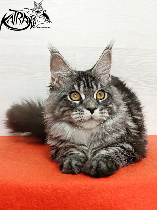 Katran Zlata - Кошеня мейн-кун 4 місяця 3 тижні