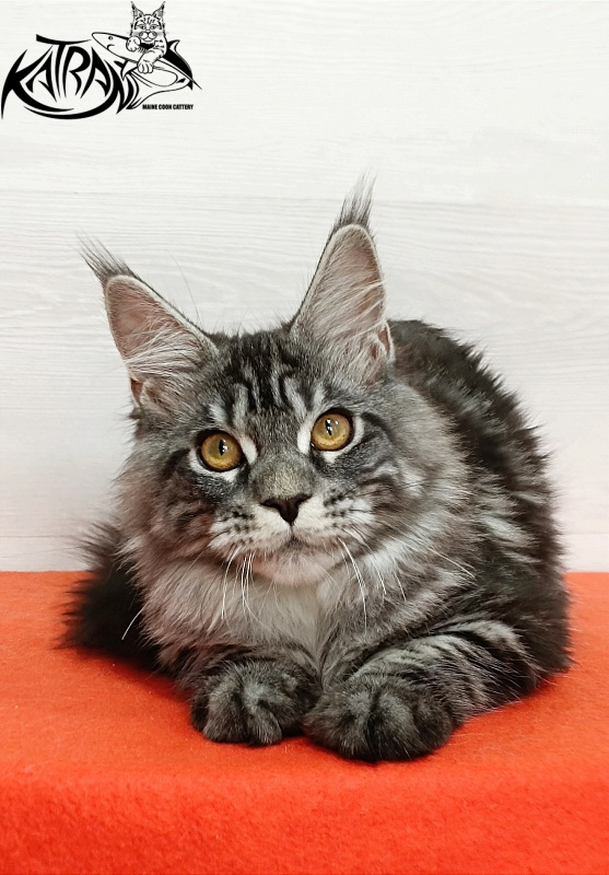 Katran Zlata - Кошеня мейн-кун 4 місяця 3 тижні