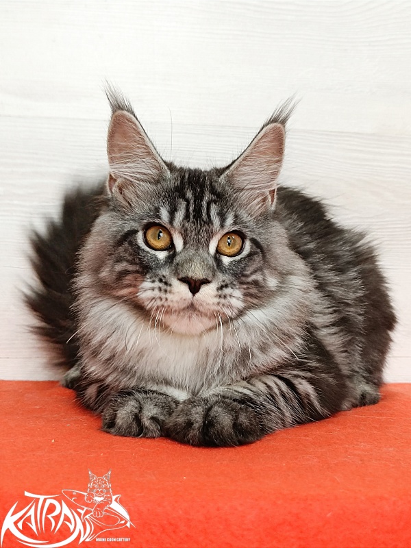 Katran Zlata - Кошеня мейн-кун 4 місяця 3 тижні