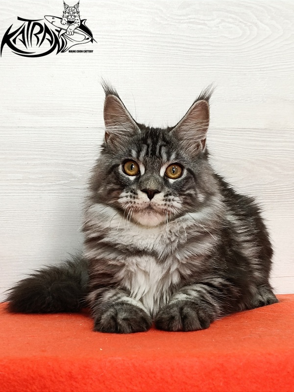 Katran Zlata - Кошеня мейн-кун 4 місяця 3 тижні