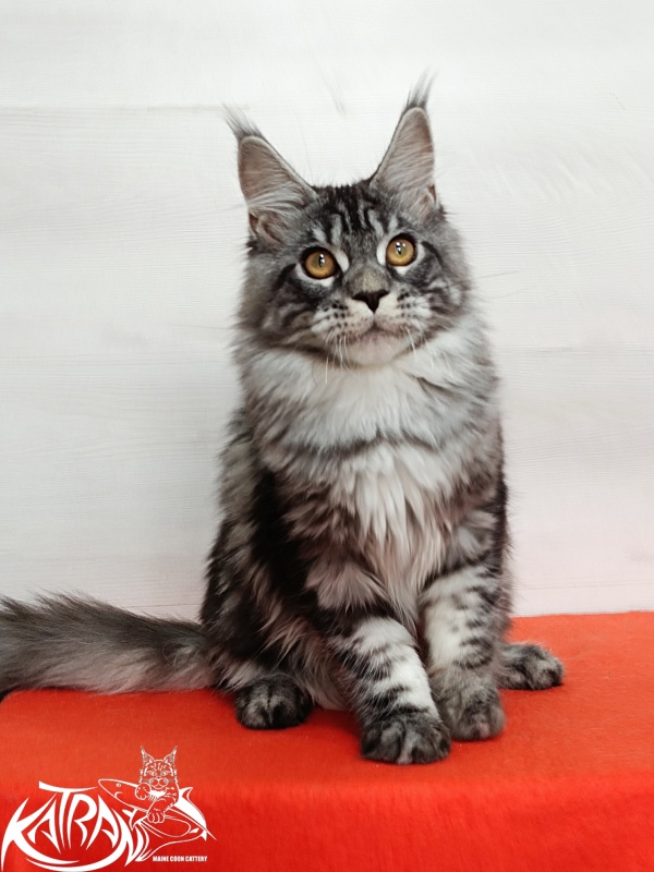 Katran Zlata - Кошеня мейн-кун 4 місяця 3 тижні