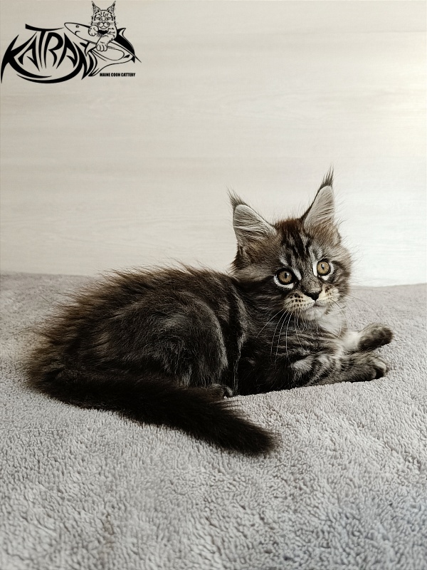 Katran Zlata - Кошеня мейн-кун 1 місяць 3,5 тижні