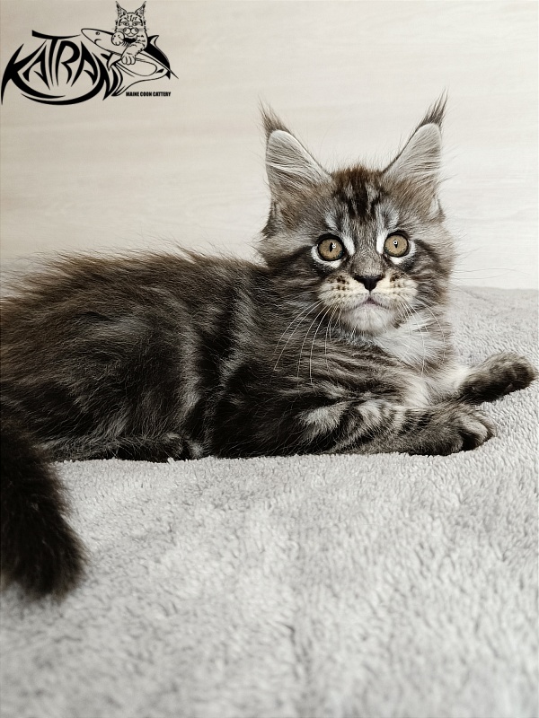 Katran Zlata - Кошеня мейн-кун 1 місяць 3,5 тижні