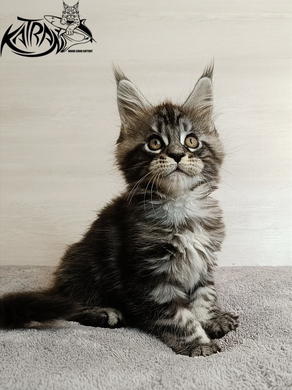 Katran Zlata - Кошеня мейн-кун 1 місяць 3,5 тижні