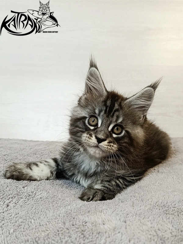 Katran Zlata - Кошеня мейн-кун 1 місяць 3,5 тижні