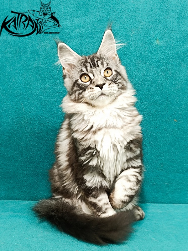 Katran Zlata - Кошеня мейн-кун 3,5 місяця