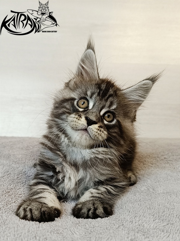 Katran Zlata - Кошеня мейн-кун 1 місяць 3,5 тижні