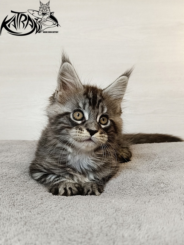 Katran Zlata - Кошеня мейн-кун 1 місяць 3,5 тижні