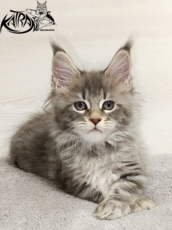 Katran Angela - Кошеня мейн-кун 2 місяця