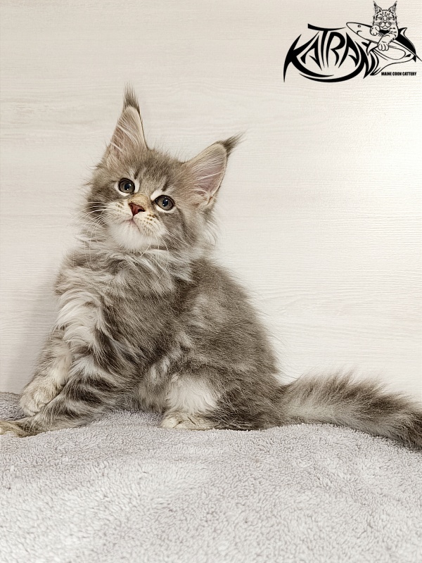 Katran Angela - Кошеня мейн-кун 2 місяця