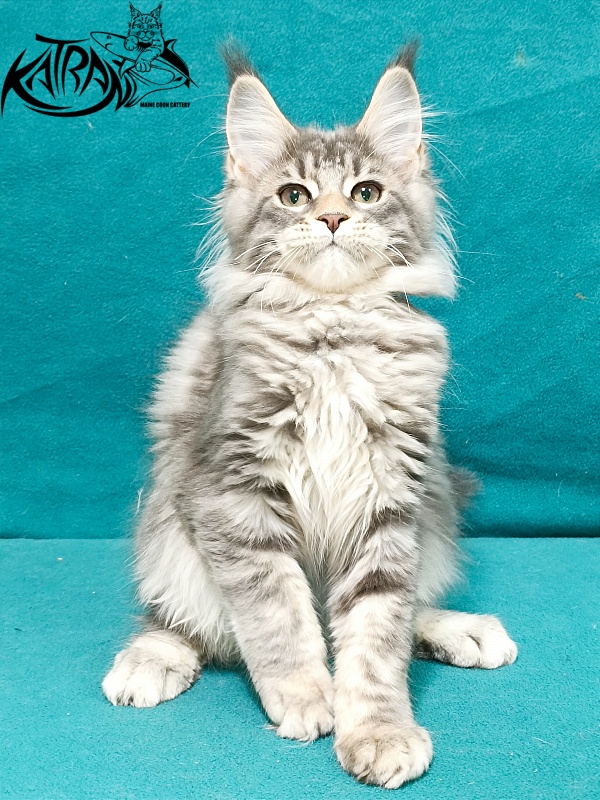 Katran Angela - Кошеня мейн-кун 3 місяця