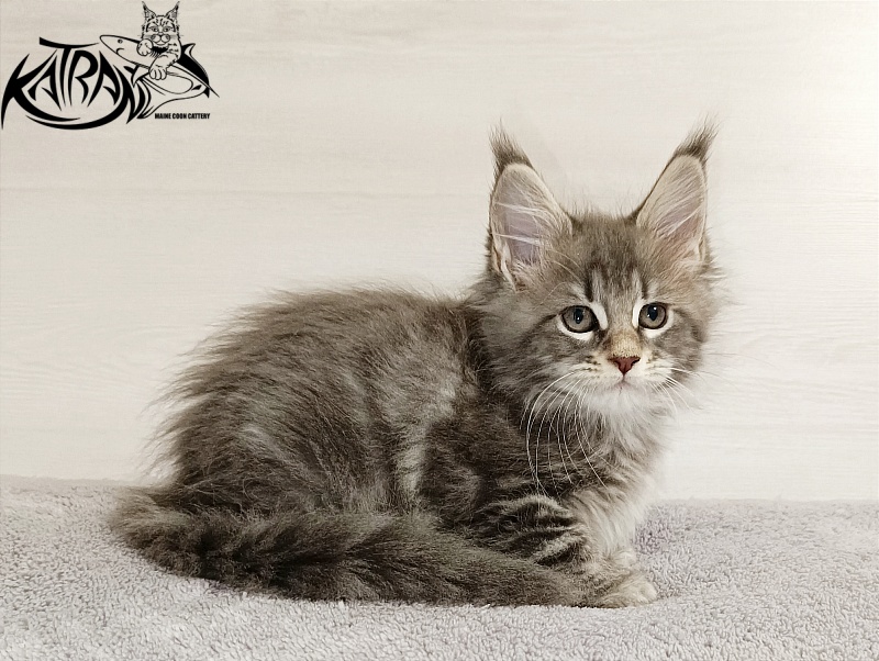 Katran Angela - Кошеня мейн-кун 2 місяця