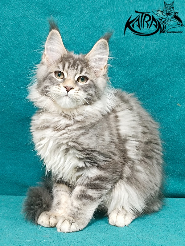 Katran Angela - Кошеня мейн-кун 3 місяця