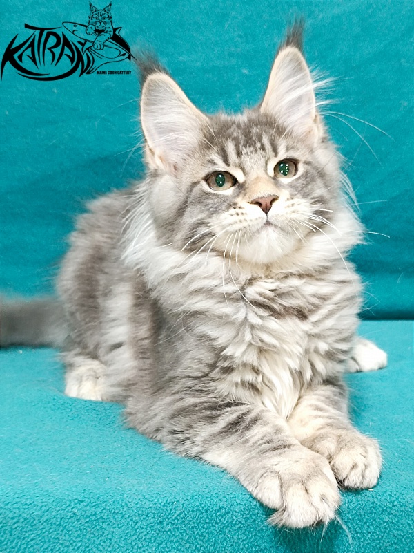 Katran Angela - Кошеня мейн-кун 3 місяця