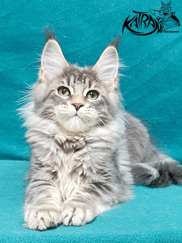 Katran Angela - Кошеня мейн-кун 3 місяця