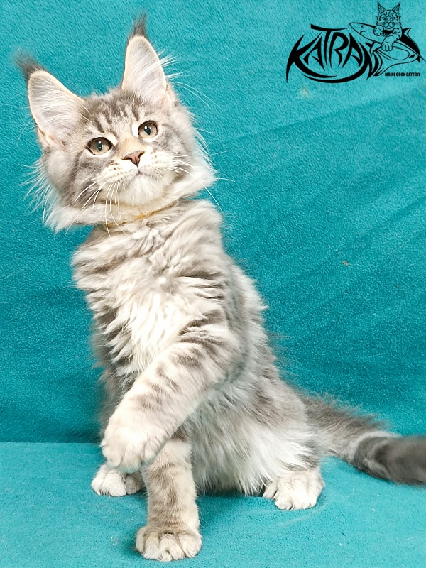 Katran Angela - Кошеня мейн-кун 3 місяця