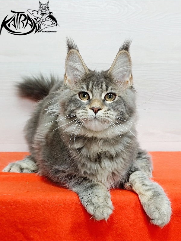 Katran Angela - Кошеня мейн-кун 4 місяця