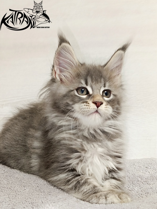 Katran Angela - Кошеня мейн-кун 2 місяця