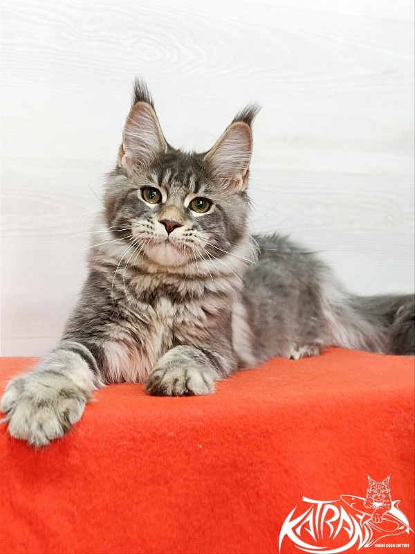Katran Angela - Кошеня мейн-кун 4 місяця