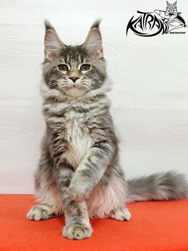 Katran Angela - Кошеня мейн-кун 4 місяця