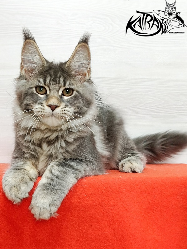 Katran Angela - Кошеня мейн-кун 4 місяця