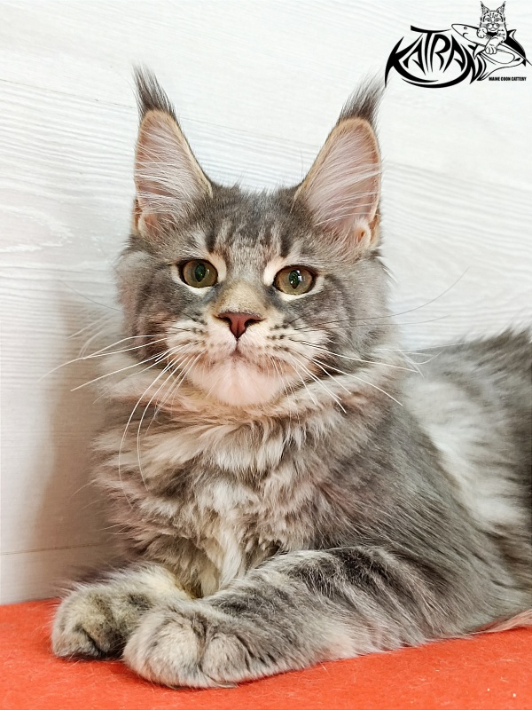 Katran Angela - Кошеня мейн-кун 4 місяця