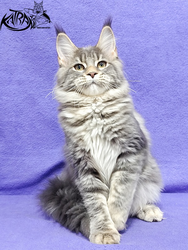 Katran Angela - Кошеня мейн-кун 4 місяця 3,5 тижні