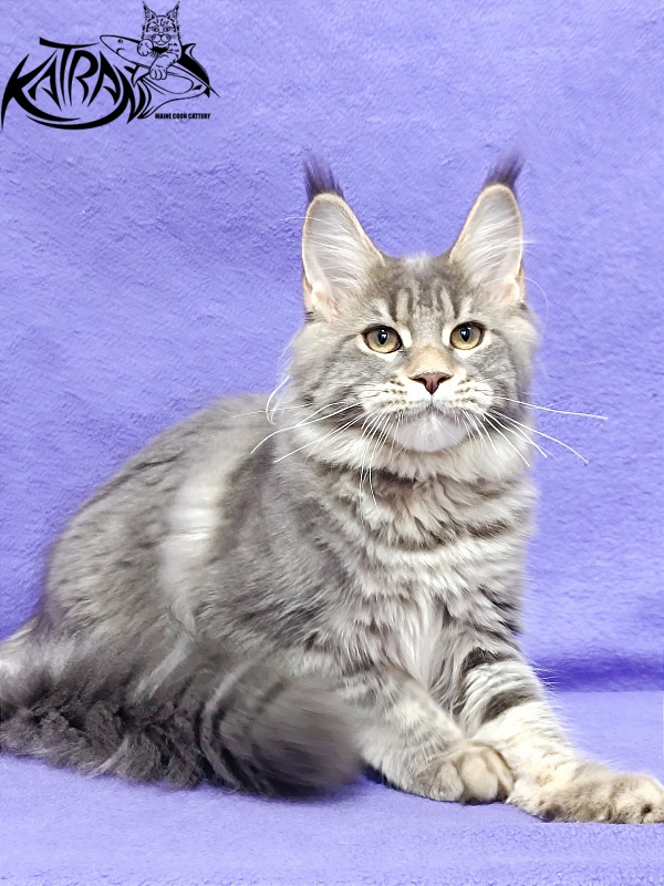 Katran Angela - Кошеня мейн-кун 4 місяця 3,5 тижні