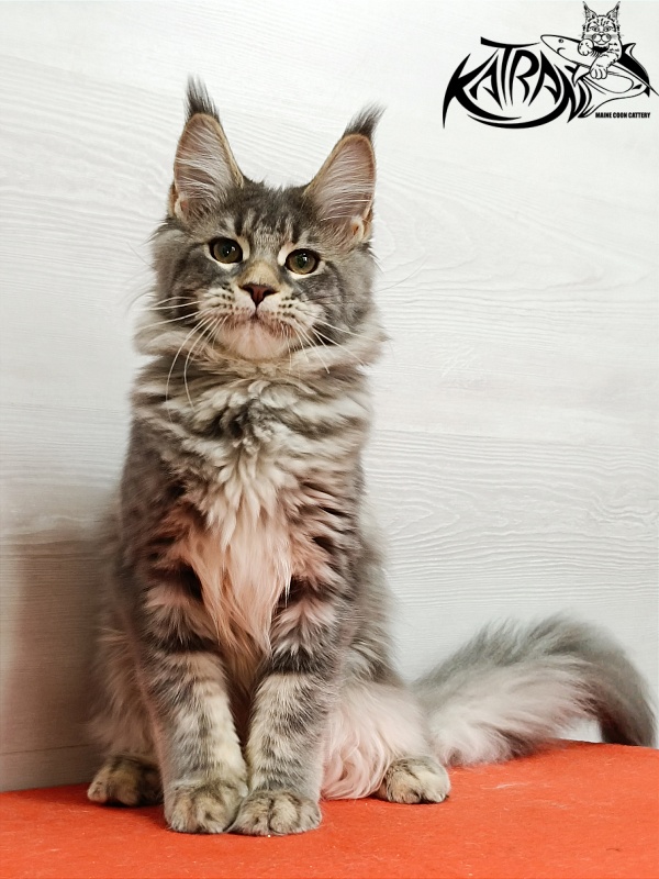 Katran Angela - Кошеня мейн-кун 4 місяця