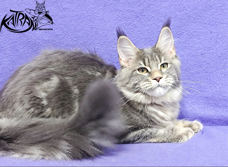 Katran Angela - Кошеня мейн-кун 4 місяця 3,5 тижні