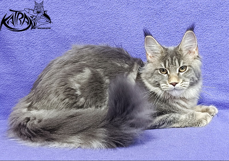 Katran Angela - Кошеня мейн-кун 4 місяця 3,5 тижні