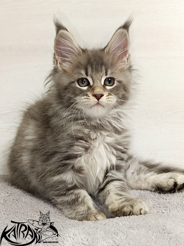 Katran Angela - Кошеня мейн-кун 2 місяця