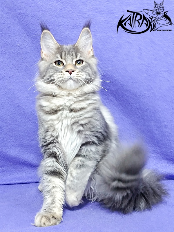 Katran Angela - Кошеня мейн-кун 4 місяця 3,5 тижні