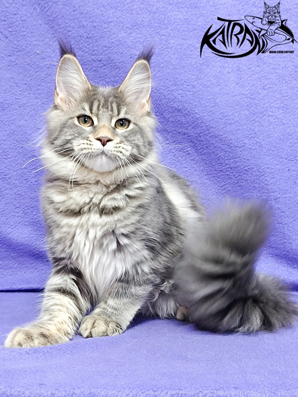 Katran Angela - Кошеня мейн-кун 4 місяця 3,5 тижні