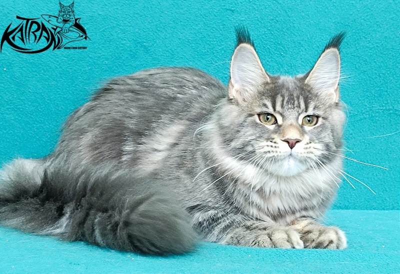 Katran Angela - Кошеня мейн-кун 6,5 місяців