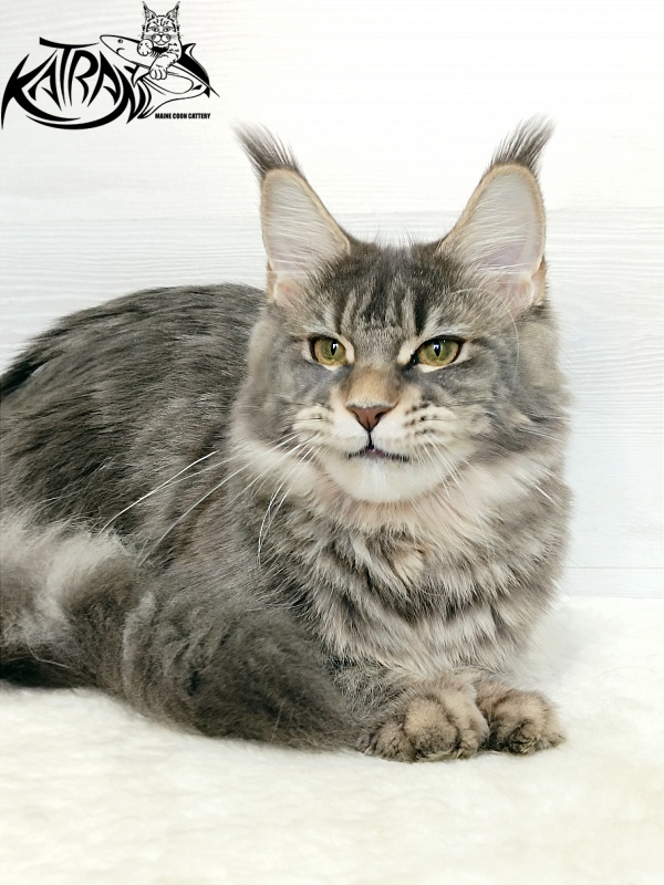 Katran Angela - Юніор мейн-кун 7,5 місяців