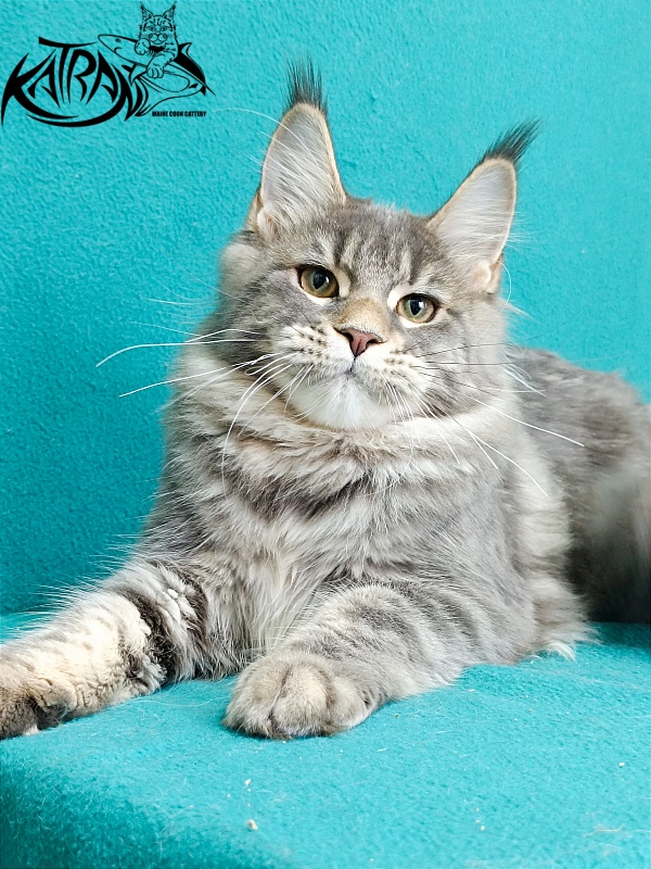 Katran Angela - Кошеня мейн-кун 6,5 місяців