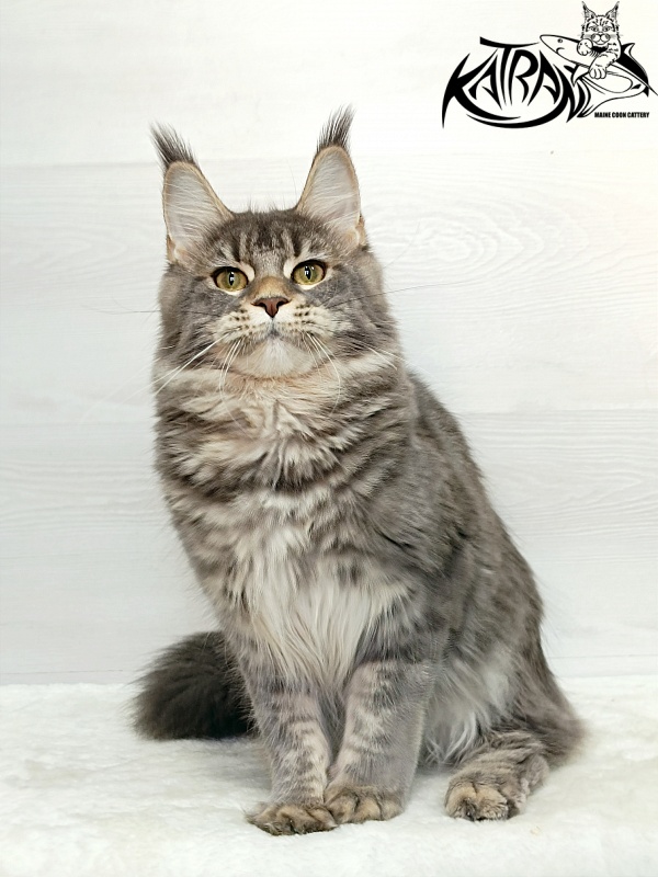 Katran Angela - Юніор мейн-кун 7,5 місяців