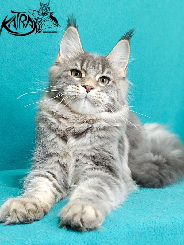 Katran Angela - Кошеня мейн-кун 6,5 місяців